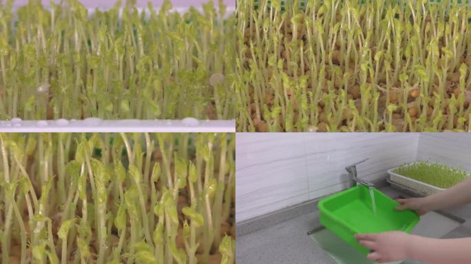 豌豆 豌豆苗 生长期 换水 淋水