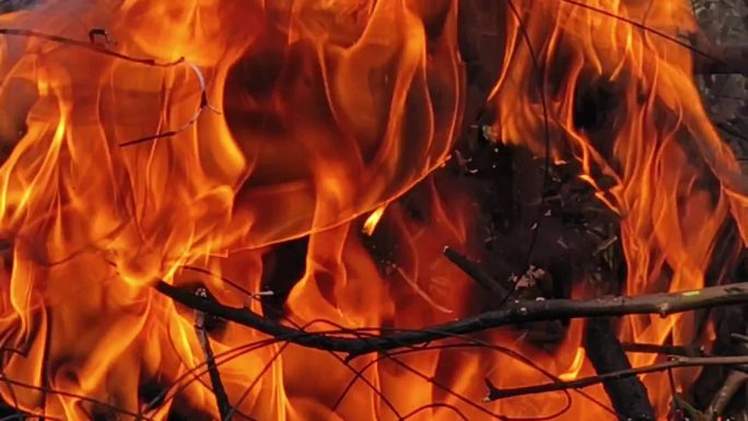 火焰火苗燃烧炽热的火火烧森林山火火烧植物