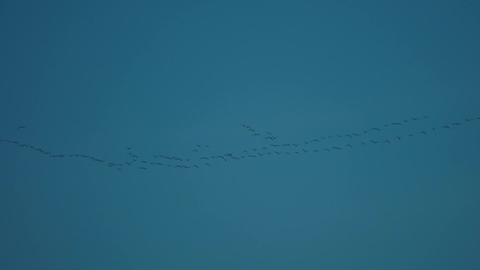 美丽的鸟群在蓝色的天空中排成一长串