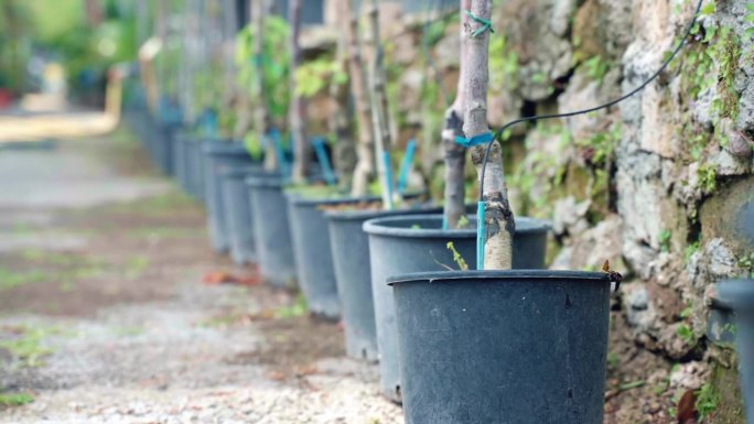 开放的花园空间，可种植不同的果树、蔬菜和开花植物，幼树芽生长在有机壤土的塑料盆里，并悬挂纸标签，包括