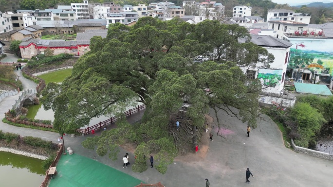 古树村  百年老树  舞龙祈福