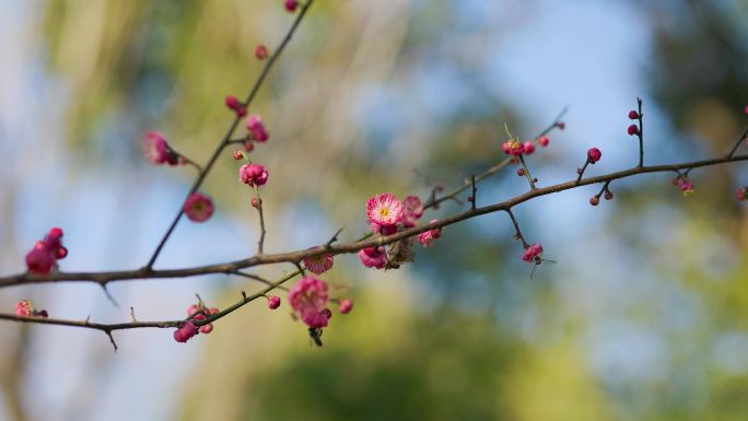 春日盛开的梅花花枝