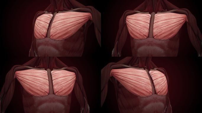 人体肌肉系统躯干肌肉胸肌解剖动画概念。3D
