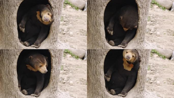 动物园里的马来熊黑熊特写视频