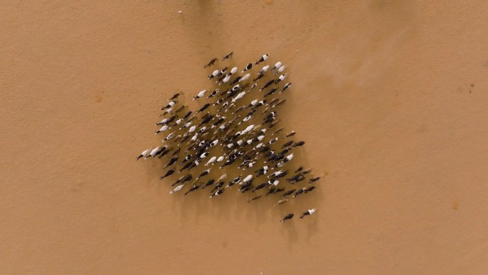 垂直向下的天线。一群山羊在贫瘠的萨赫勒地区，撒哈拉沙漠，塞内加尔。干旱，气候变化，沙漠化