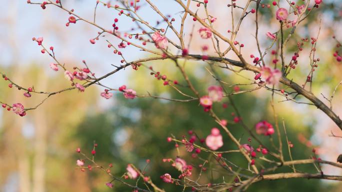 春日盛开的梅花花枝