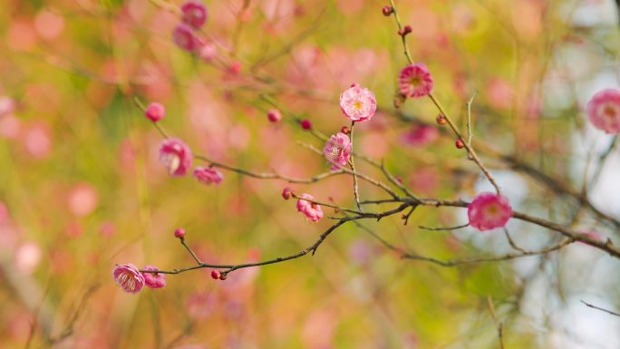 春日盛开的梅花花枝