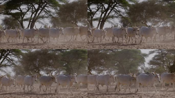 富拉尼牛在北非撒哈拉沙漠的萨赫勒行走。干旱，气候变化，沙漠化
