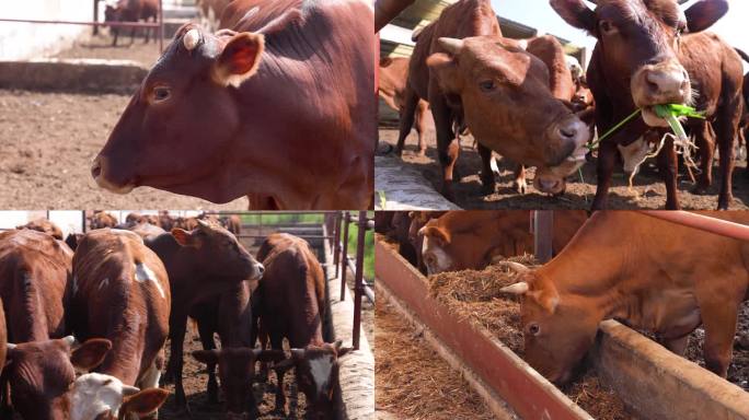 （秦川牛）肉牛养殖