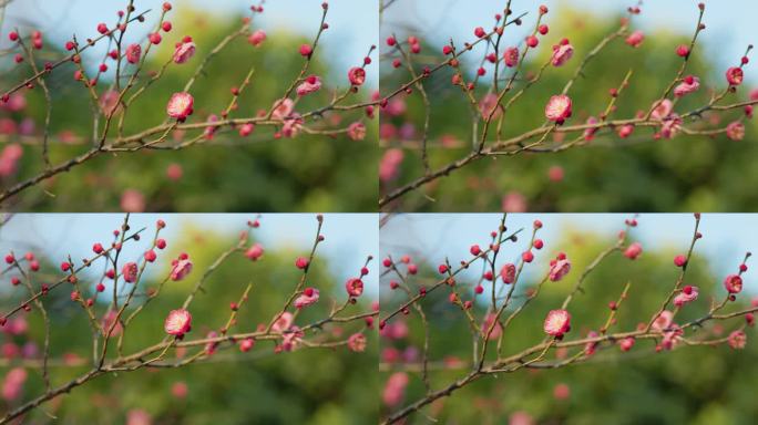 春日盛开的梅花花枝