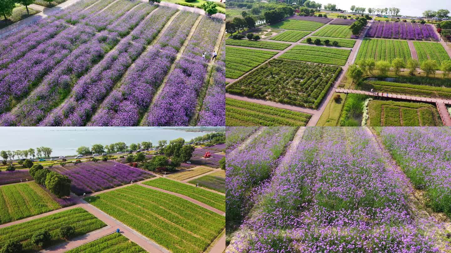 西京湾花海航拍