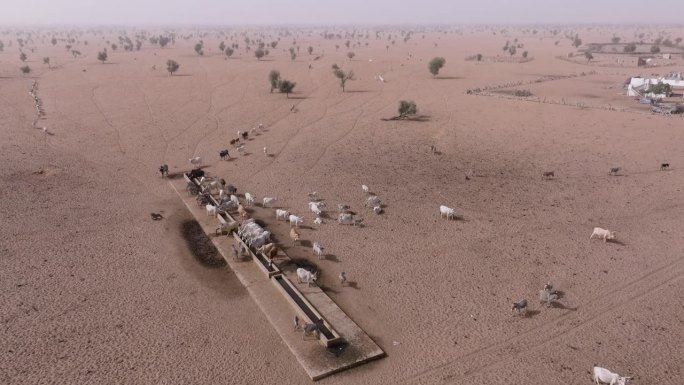 空中平移。在撒哈拉沙漠的萨赫勒，一群牛在跋涉数英里寻找牧草后，在水坑边饮水。塞内加尔。干旱，气候变化