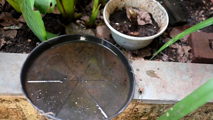 被遗弃的塑料碗放在花瓶里，里面有积水。近距离观察潜在繁殖的蚊子。埃及伊蚊、登革热、基孔肯雅、寨卡病毒