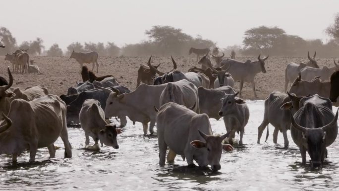 富拉尼牛从被污染的塞内加尔河饮水。萨赫勒，撒哈拉沙漠，北非。干旱，气候变化，沙漠化