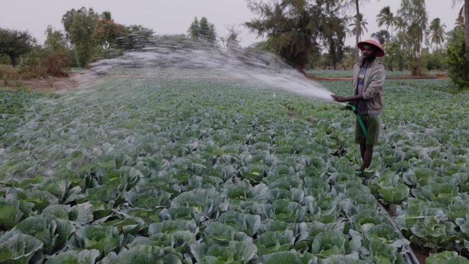 在萨赫勒地区塞内加尔的一个农场里，小农非洲黑人农民正在给卷心菜浇水。干旱，气候变化，沙漠化