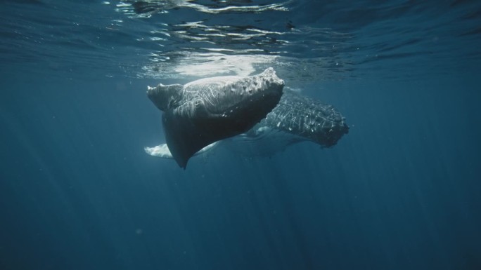座头鲸幼鲸和母鲸在水面上缓慢滑行的正面照片