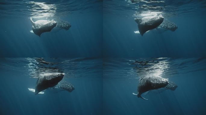 座头鲸幼鲸和母鲸在水面上缓慢滑行的正面照片