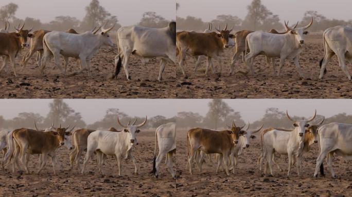 特写镜头。在北非撒哈拉沙漠的萨赫勒地区，富拉尼牛边走边看相机。干旱，气候变化，沙漠化
