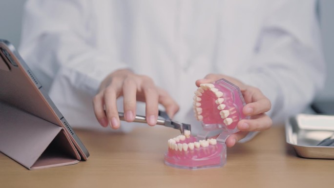 牙医与牙齿解剖模型。口腔牙齿和疾病，刮掉牙垢。三月口腔健康，牙医日，假牙。牙痛及儿童牙齿健康月及正畸