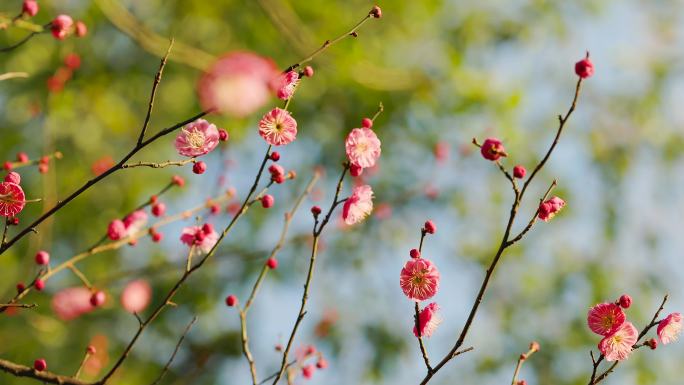 春日盛开的梅花花枝