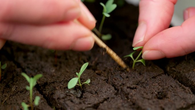 将桉树幼苗移栽到土块中。土壤阻塞是一种种植技术，它依赖于种植在块状土壤中，而不是细胞托盘或花盆中。