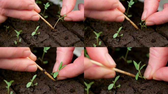 将桉树幼苗移栽到土块中。土壤阻塞是一种种植技术，它依赖于种植在块状土壤中，而不是细胞托盘或花盆中。