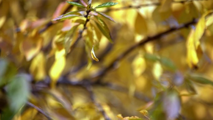 秋天的黄叶 空镜头