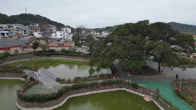 古树村  百年老树  舞龙祈福  香火龙