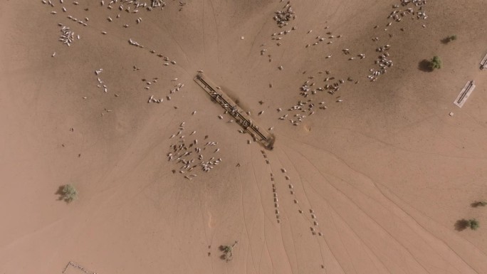 高空放大。在撒哈拉沙漠的萨赫勒，一群牛在跋涉数英里寻找牧草后，在水坑边饮水。塞内加尔。干旱，气候变化