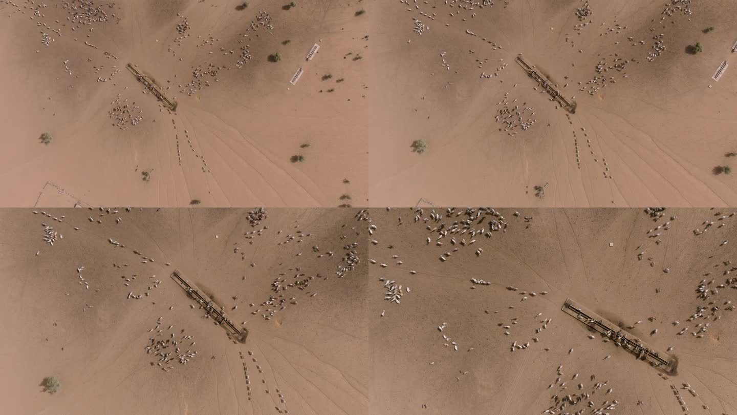 高空放大。在撒哈拉沙漠的萨赫勒，一群牛在跋涉数英里寻找牧草后，在水坑边饮水。塞内加尔。干旱，气候变化