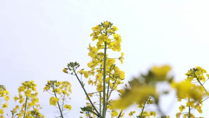 油菜花