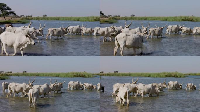 富拉尼牛走进被污染的塞内加尔河饮水。萨赫勒，撒哈拉沙漠，北非。干旱，气候变化，沙漠化