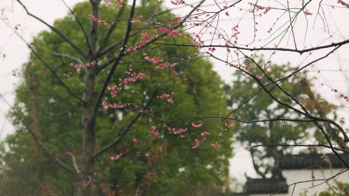 初春烟雨中的兰溪芥子园