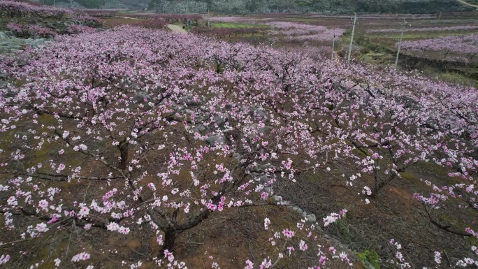 桃花 桃花园 桃花航拍