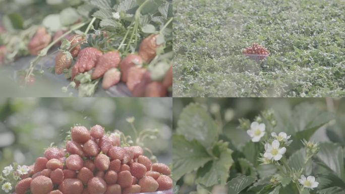 草莓4K2灰度原片