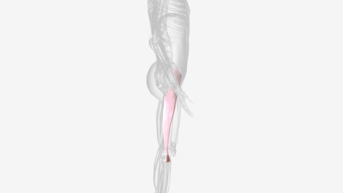主动脉的主要分支包括头臂动脉、左颈动脉和左锁骨下动脉