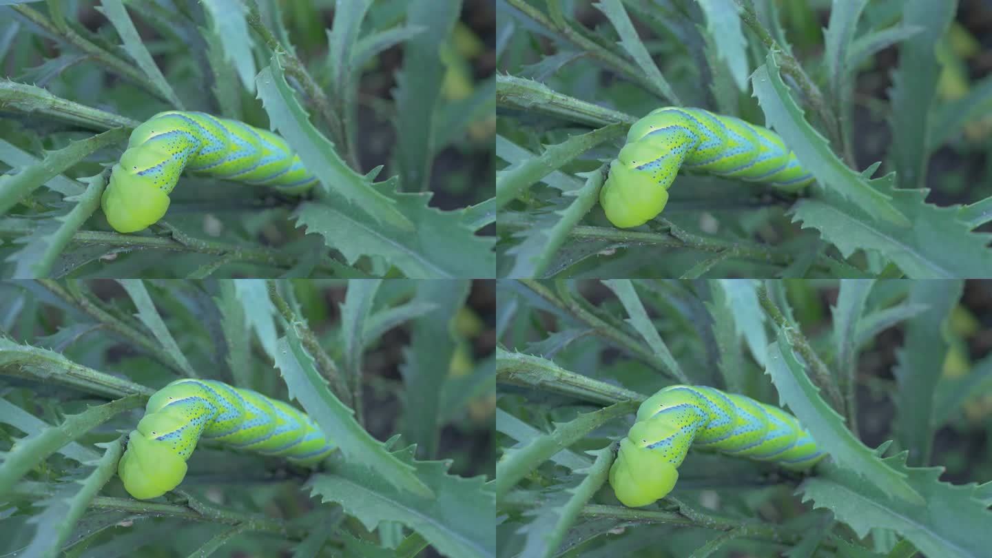 绿色的大毛虫，实际上是蝴蝶的幼虫