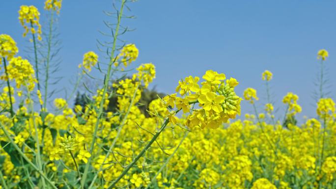 成都油菜油菜花4k蜜蜂花海花田