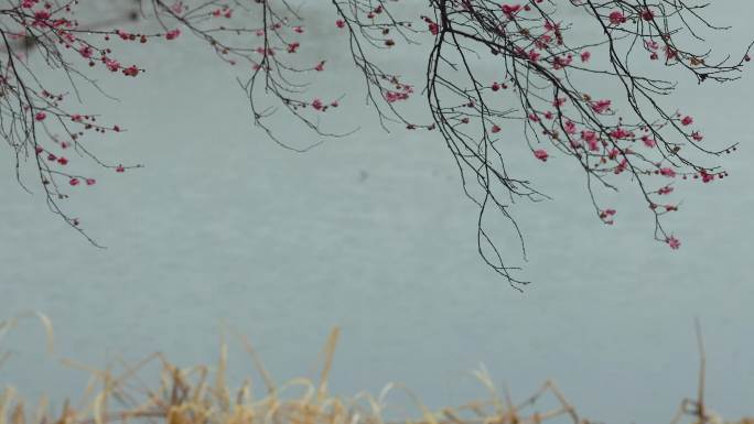 初春雨中杭州西湖的浴鹄湾景色