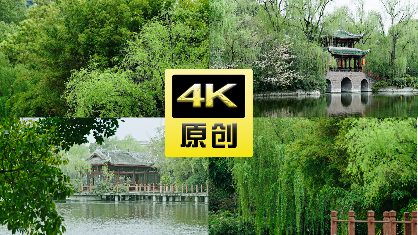 成都棠湖公园古风春天柳树4k