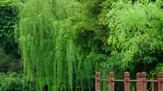 成都棠湖公园古风春天柳树4k