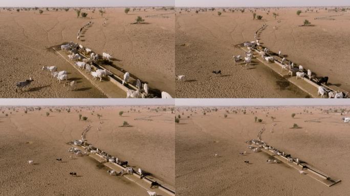 航拍缩小。在撒哈拉沙漠的萨赫勒，一群牛在跋涉数英里寻找牧草后，在水坑边饮水。塞内加尔。干旱，气候变化