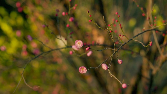 春日盛开的梅花花枝