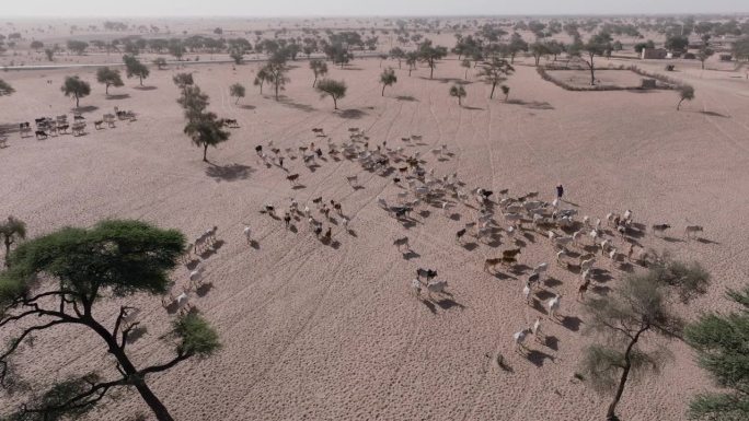 天线。一群富拉尼牛在北非撒哈拉沙漠萨赫勒地区贫瘠的土地上寻找牧草。干旱，气候变化，沙漠化