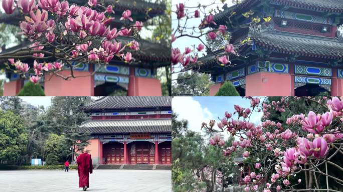 古风建筑 武侯祠 玉兰花辛夷花 高僧喇嘛