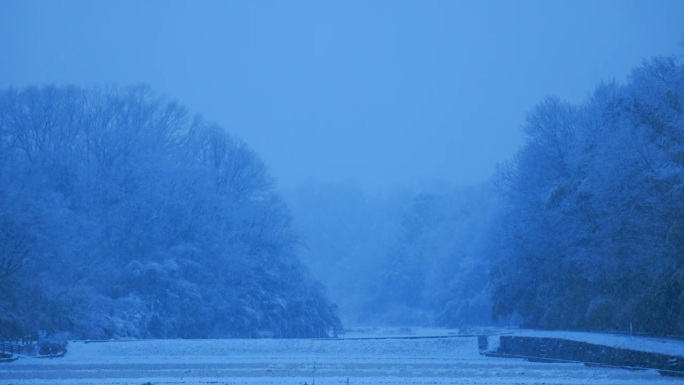 横滨郊区的一个村庄森林里正在下雪