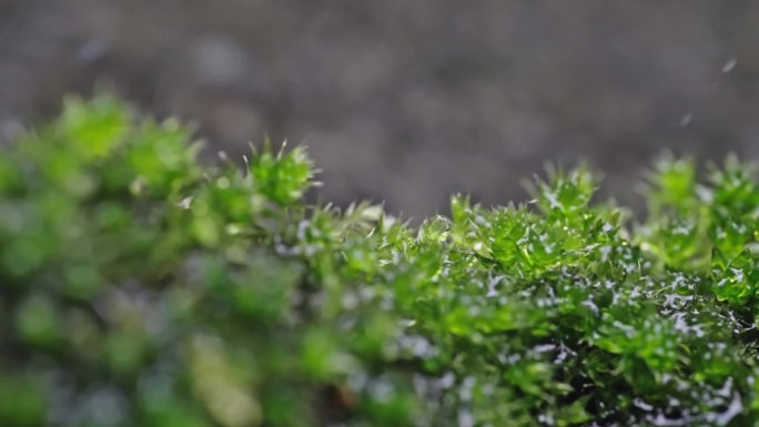 雨下的小草 近景拍摄