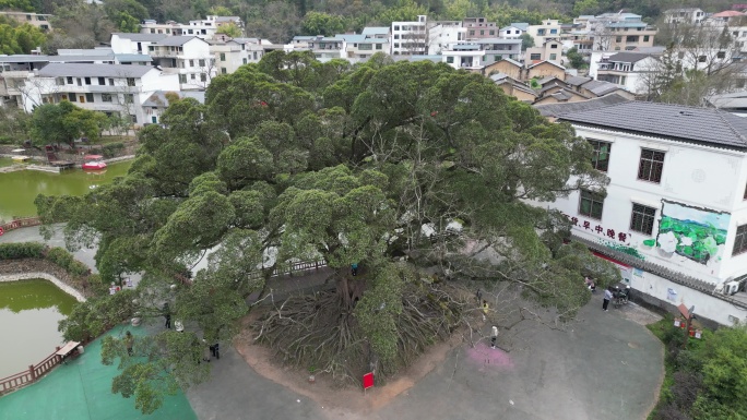 古树村  百年老树  舞龙祈福