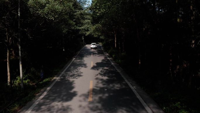 汽车穿梭在歌乐山上森林中