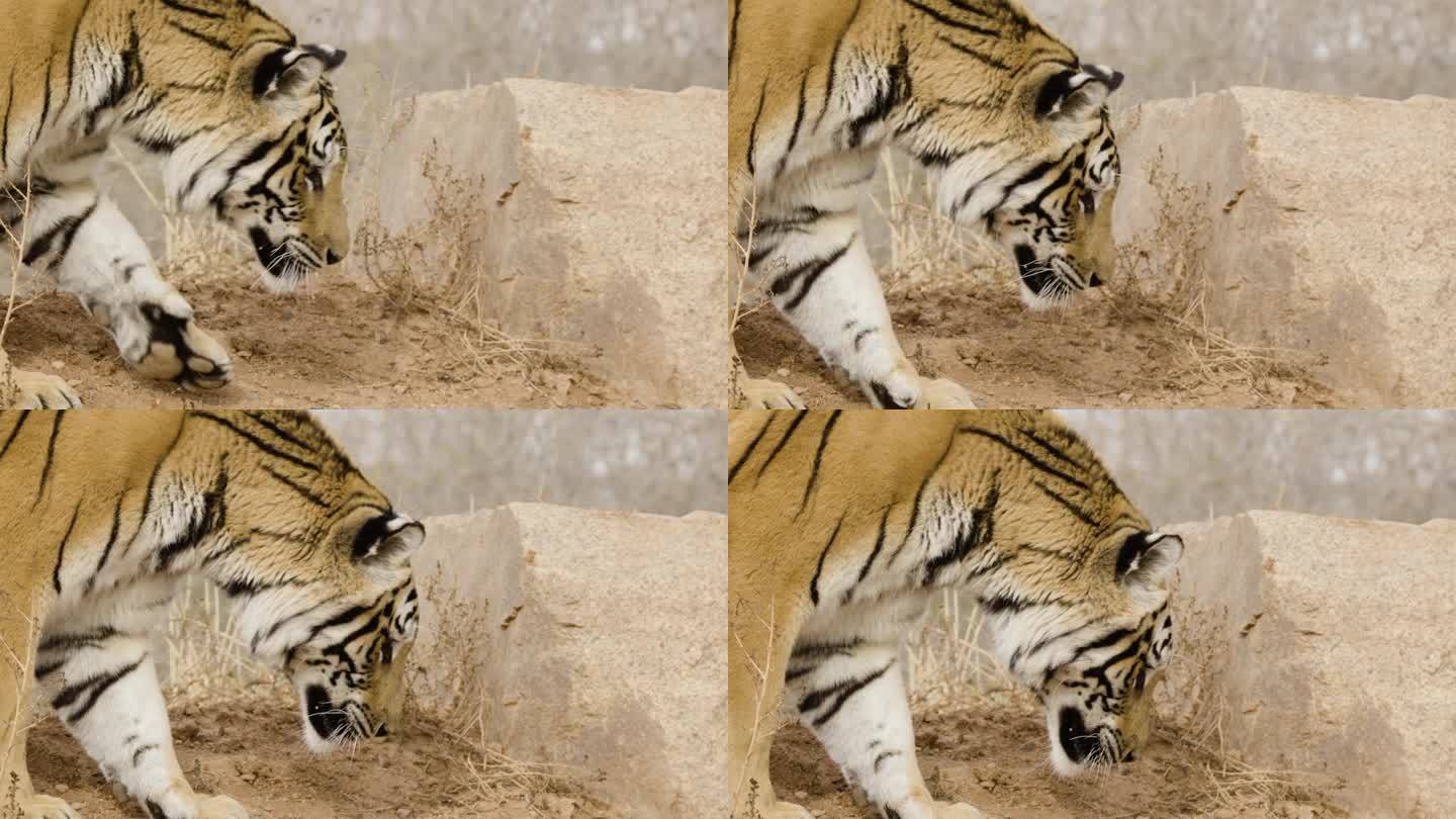 慢镜头老虎用鼻子狩猎